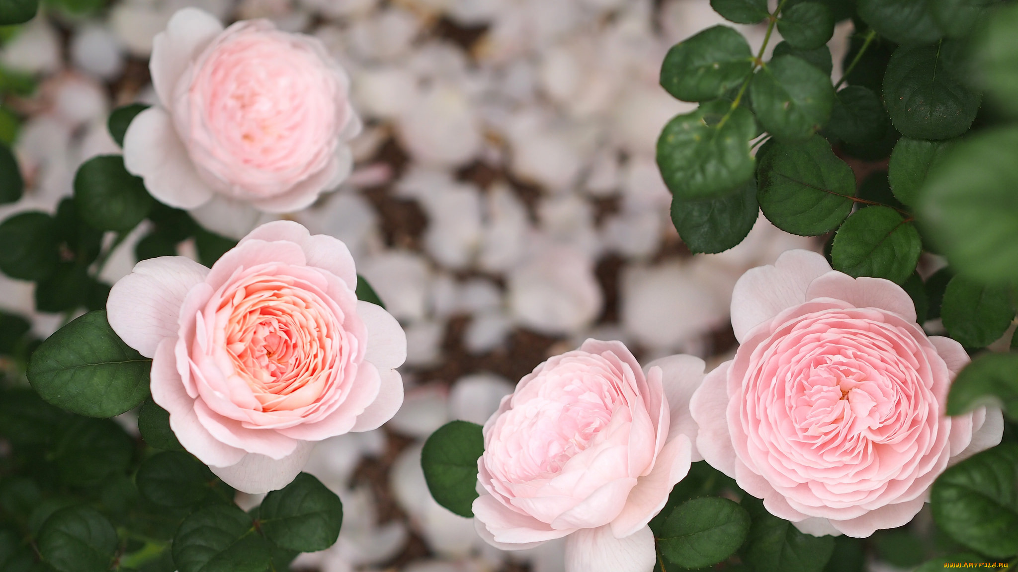 , , , , rose, bloom